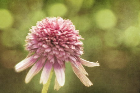 Photo of a  pink flower with artistic texturing applied to the background.の写真素材
