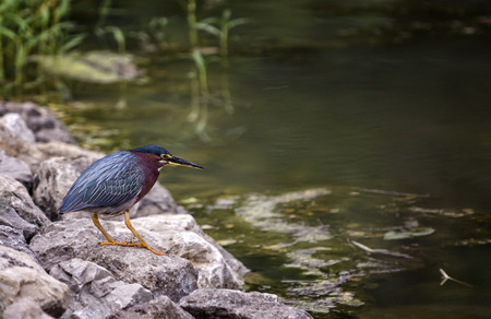 Photo of a Green Heron hunting for a fish at the edge of a pond.
