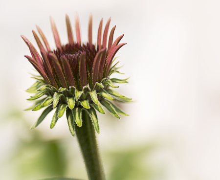 Photo of a  purple coneflower in the very early stages of it's blooming. Beautiful perennial flower with a long bloom time.の写真素材