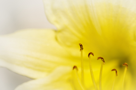 Macro photo of a blooming yellow daylily showing it's Anther and Stigma parts in focus.の写真素材