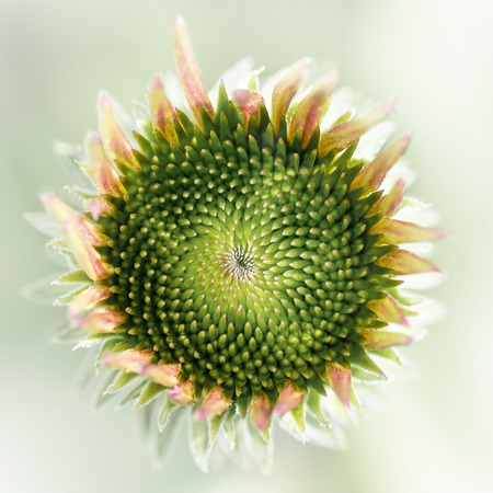 Photo of blooming purple coneflower in a garden. Beautiful perennial flower with a long bloom time.の写真素材
