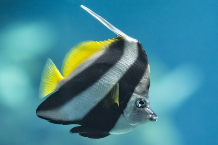 A colorful Schooling Bannerfish. Scientific Name: Heniochus diphreutes. Also known as False moorish idol, Pennantfish, Pennant Butterfly fish. Native to areas near Africa.の写真素材