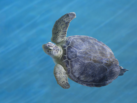 A beautiful and graceful Green Sea Turtle swimming in blue water.