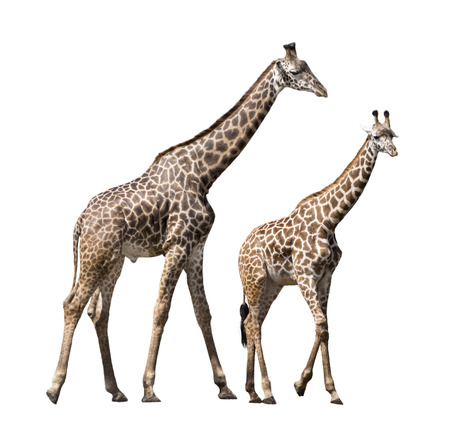 Two Giraffe isolated and placed on a white background. One is a full grown male and the other is a young juvenile female.の写真素材