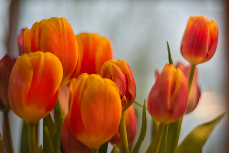 Beautiful  photo of  blooming Tulip flowers. Shallow depth of field.の写真素材
