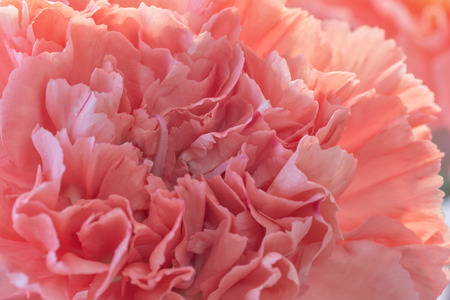 An extreme close up of a pink carnation flower.の写真素材