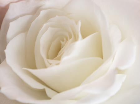 A beautiful closeup photo of a soft white rose.の写真素材