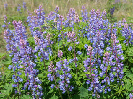 Blooming Wild Lupine wildflowers in a rare oak savanna located at Kitty Todd State Nature Preserve in the Oak Openings region of Northwest Ohio.の写真素材