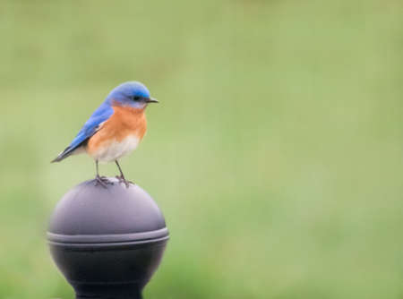 A beautiful male eastern bluebird perched on a mailbox.の写真素材