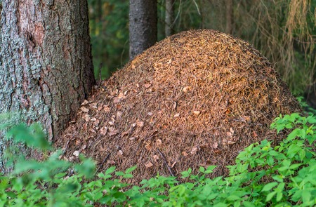Huge anthill in the forestの写真素材