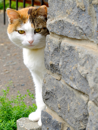 Old serious multi color ginger, white, black cat looking around the cornerの写真素材
