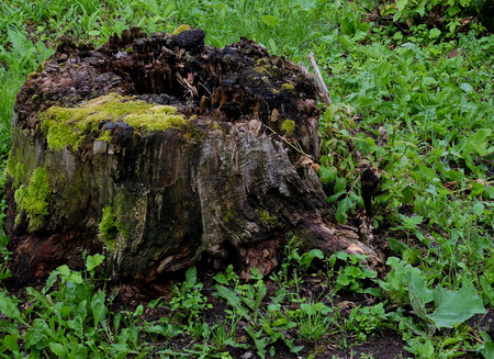 Big old rotten sump surrounded by grass covered by moss in the forestの写真素材