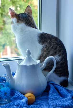 Cat sitting on the windowsill looking on the street near the white teapot, cup with a blue flower and apricot on the blue towel still life imageの写真素材