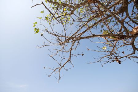 tree and skyの写真素材
