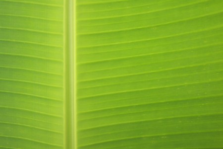 Banana leafの写真素材