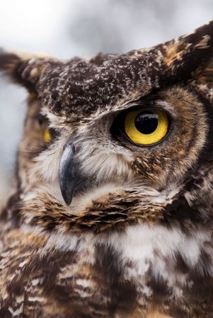 Great Horned Owlの写真素材