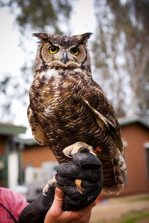 Great Horned Owlの写真素材