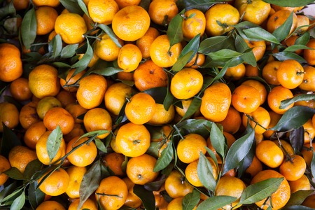 Huge pile of tangerines or mandarines with leaves