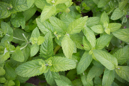 Fresh raw green mint leaves in the garden