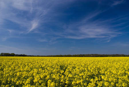 Field of flowers in Germany, springの写真素材