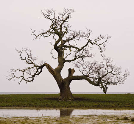 Dead tree with curved branches in Denmarkの写真素材