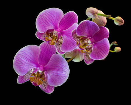 Orchid Phalaenopsis isolated on black, single branchの写真素材