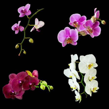 Collage of Orchid Phalaenopsises isolated on blackの写真素材