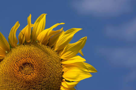 Sunflower head with blue sky backgroundの写真素材