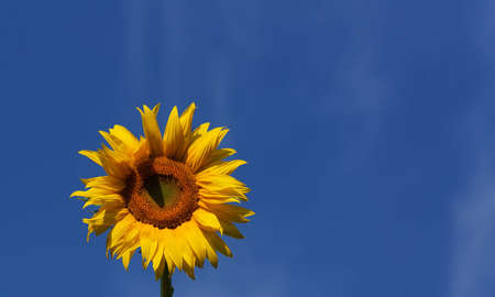 Sunflower head with blue sky backgroundの写真素材