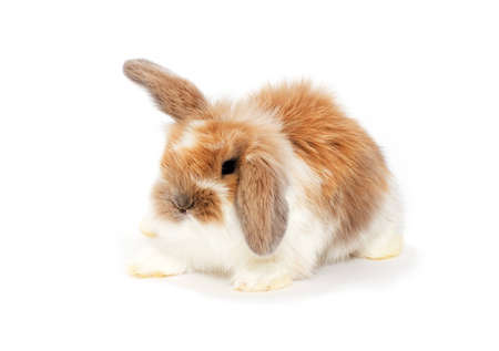 Little bunny isolated on whiteの写真素材