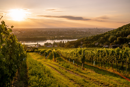 Vineyard at Kahlenberg village near Vienna at sunriseの写真素材
