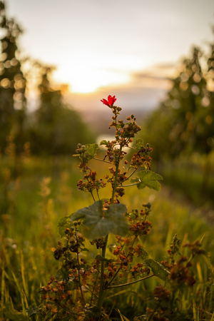 A flower in a vineyard during sunriseの写真素材