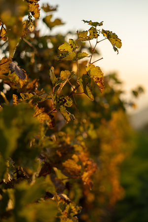 A branch of a vine in the morning sunlight near Vienna on the Kahlenbergの写真素材