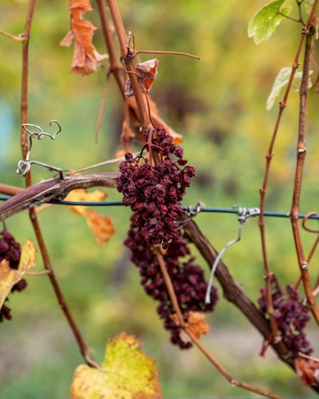 One of the last grapes on a vineyard at the Kahlenberg near Viennaの写真素材