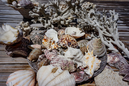 A set of sea calms and mussels found on a private beach at El Nido, Philippinesの写真素材