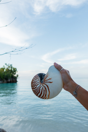 A beautiful Nautilus shell in the hand of womanの写真素材
