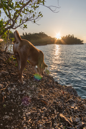 A dog is enjoying the sunset near the ocean in Indonesiaの写真素材