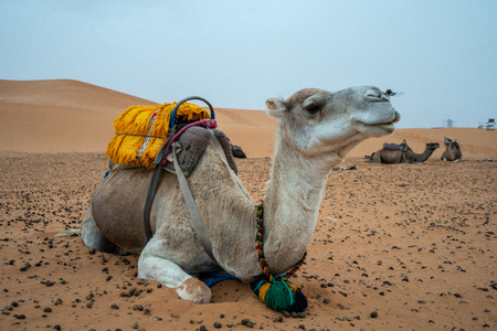 Multiple camels are waiting in the morning to walk further into the Sahara desert, Moroccoの写真素材