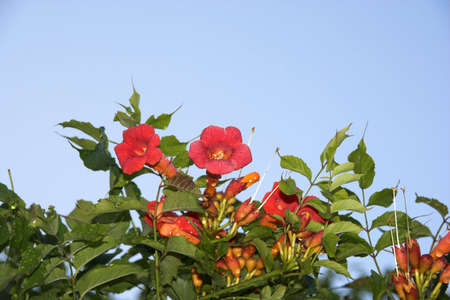 A bunch of red flowersの写真素材