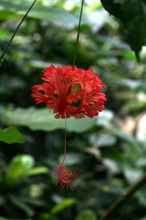 A red tropical flowerの写真素材