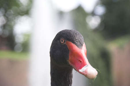 A black swan's headの写真素材