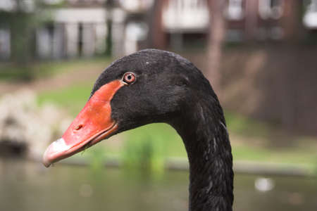 A black swan's headの写真素材