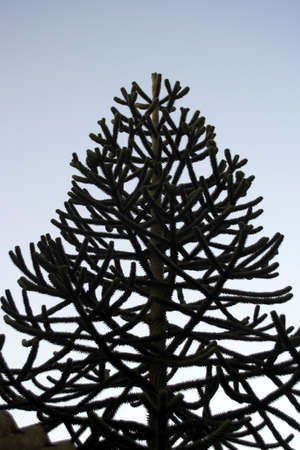 A weird tree against a blue skyの写真素材