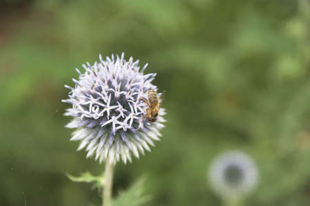 A bee foraging on a purple thistleの写真素材