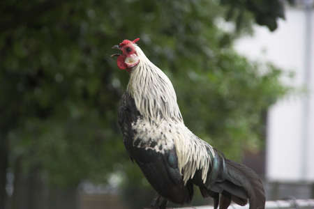 A rooster calling for wake-upの写真素材
