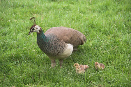 A peafowl with her childrenの写真素材