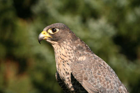 A buzzard looking for preyの写真素材