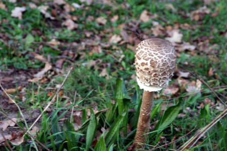 A round toadstool on the forest floorの写真素材