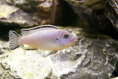 A white tropical fishの写真素材