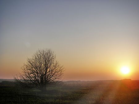 Sunset, bush, landscapeの写真素材